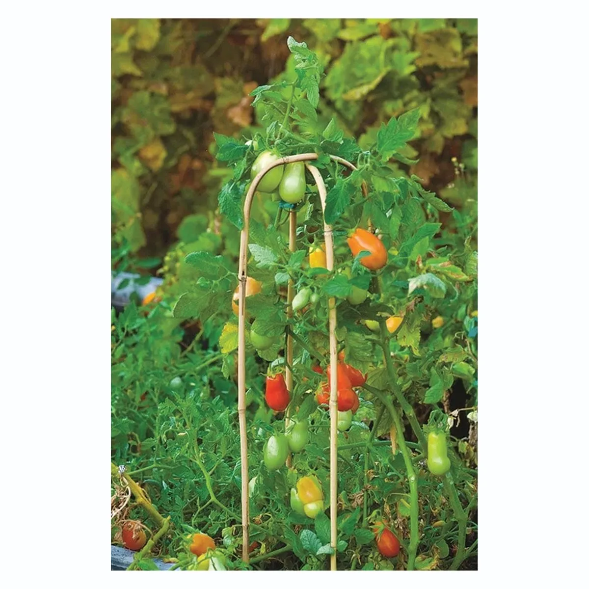Bamboe U-Hoop trellis plantensteun klimplant groente